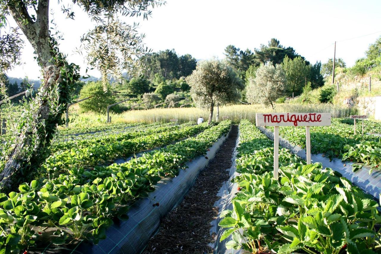 Verde Agua Agroturismo E Agricultura Biologica Couto Ngoại thất bức ảnh