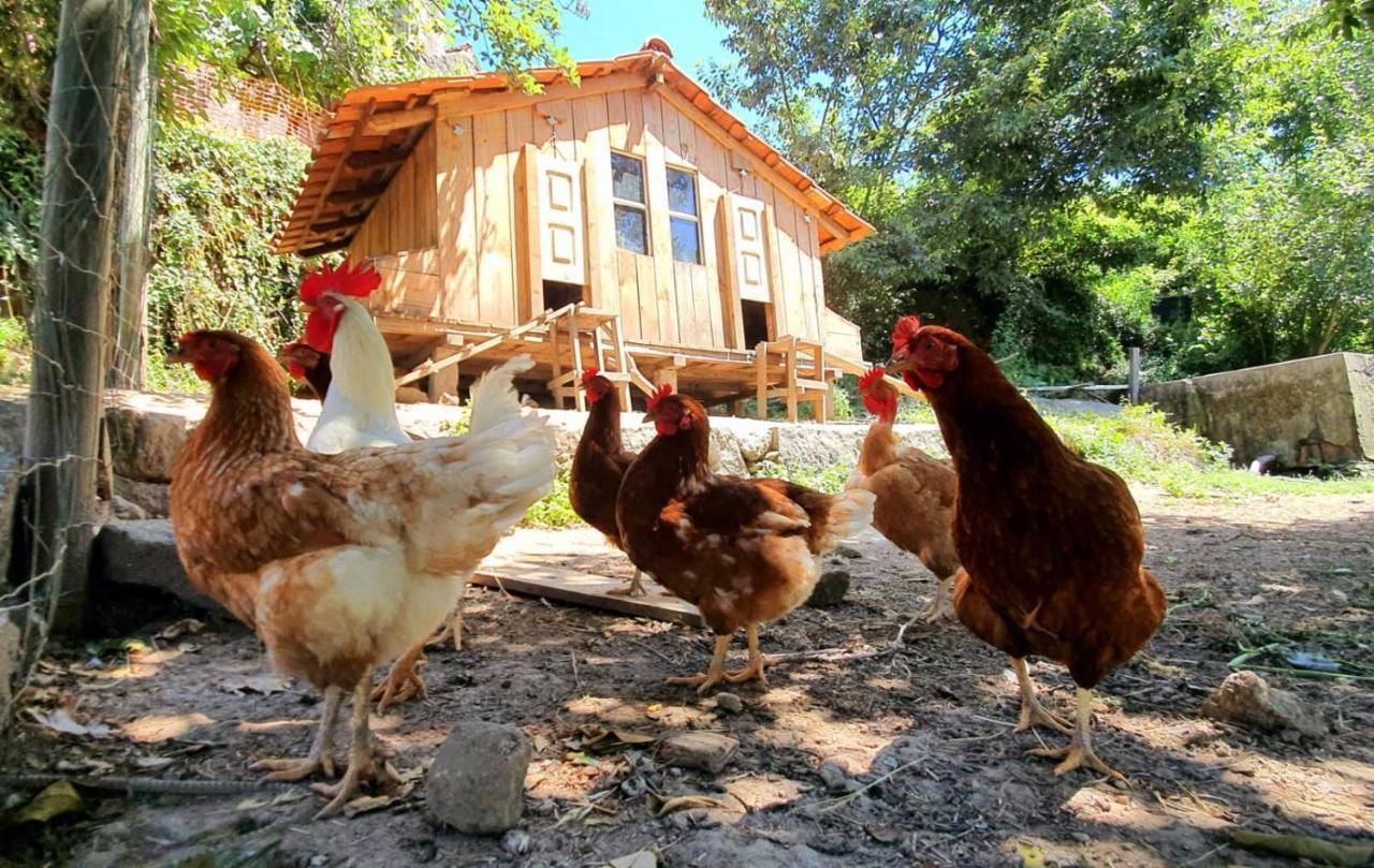 Verde Agua Agroturismo E Agricultura Biologica Couto Ngoại thất bức ảnh